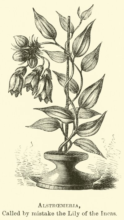 Alstroemeria, appelée par erreur le Lys des Incas - Edouard Riou